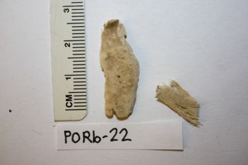 Media type: image;   Invertebrate Zoology PORb-22 Description: Preserved specimen.;